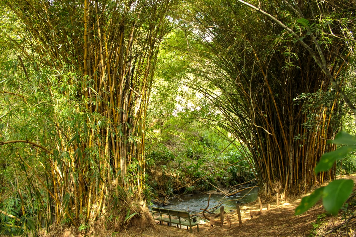 Tall bamboo arching over a resting spot by the stream
