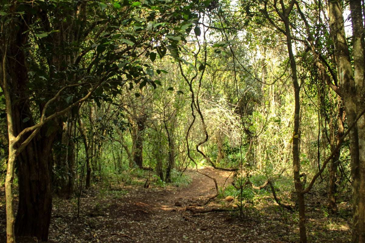 Narrow footpath under tangled forest canopy