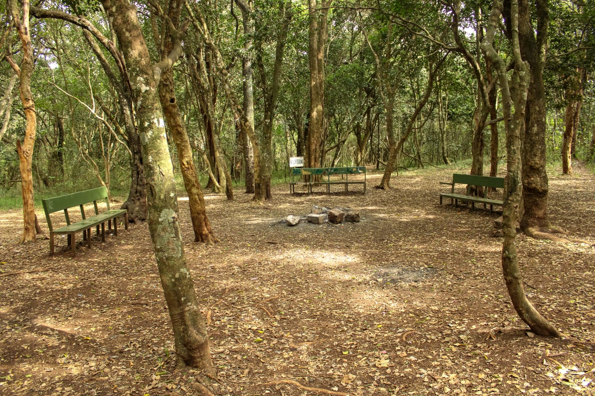 Benches around a fire circle in a forest clearing