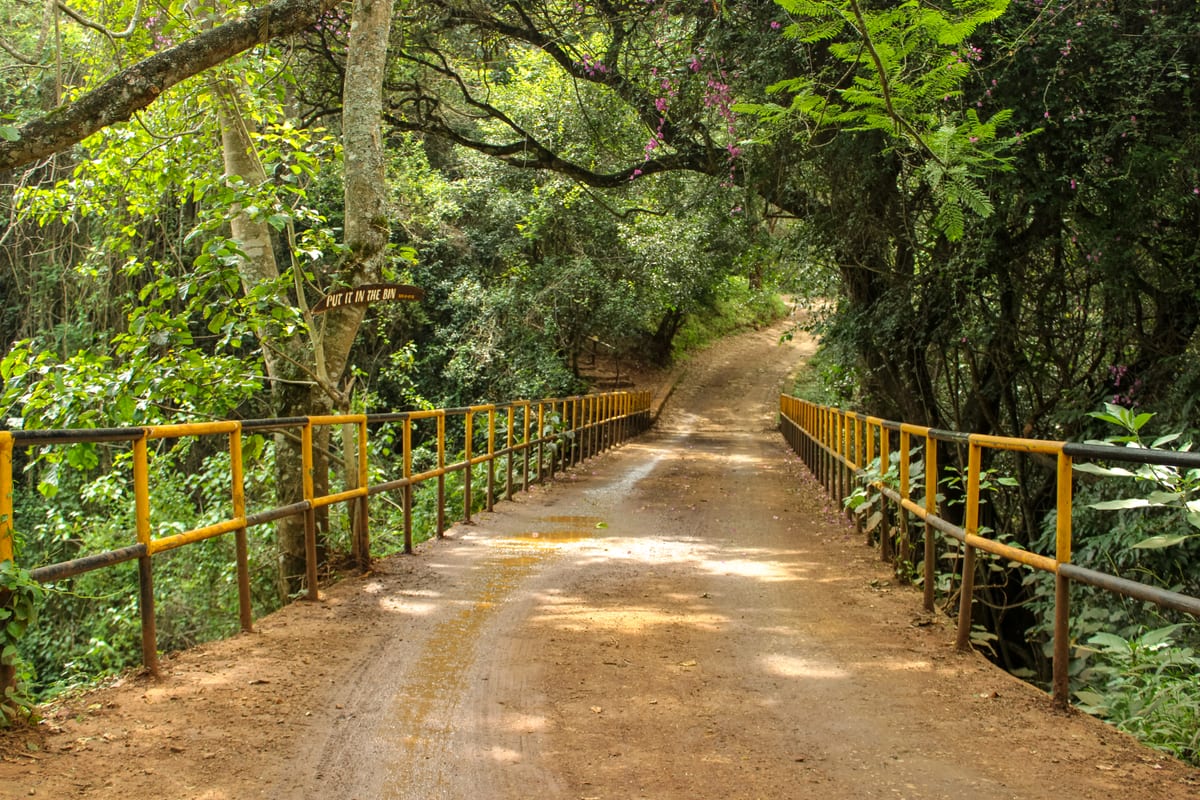 Wide earth track with yellow railings curving into the forest