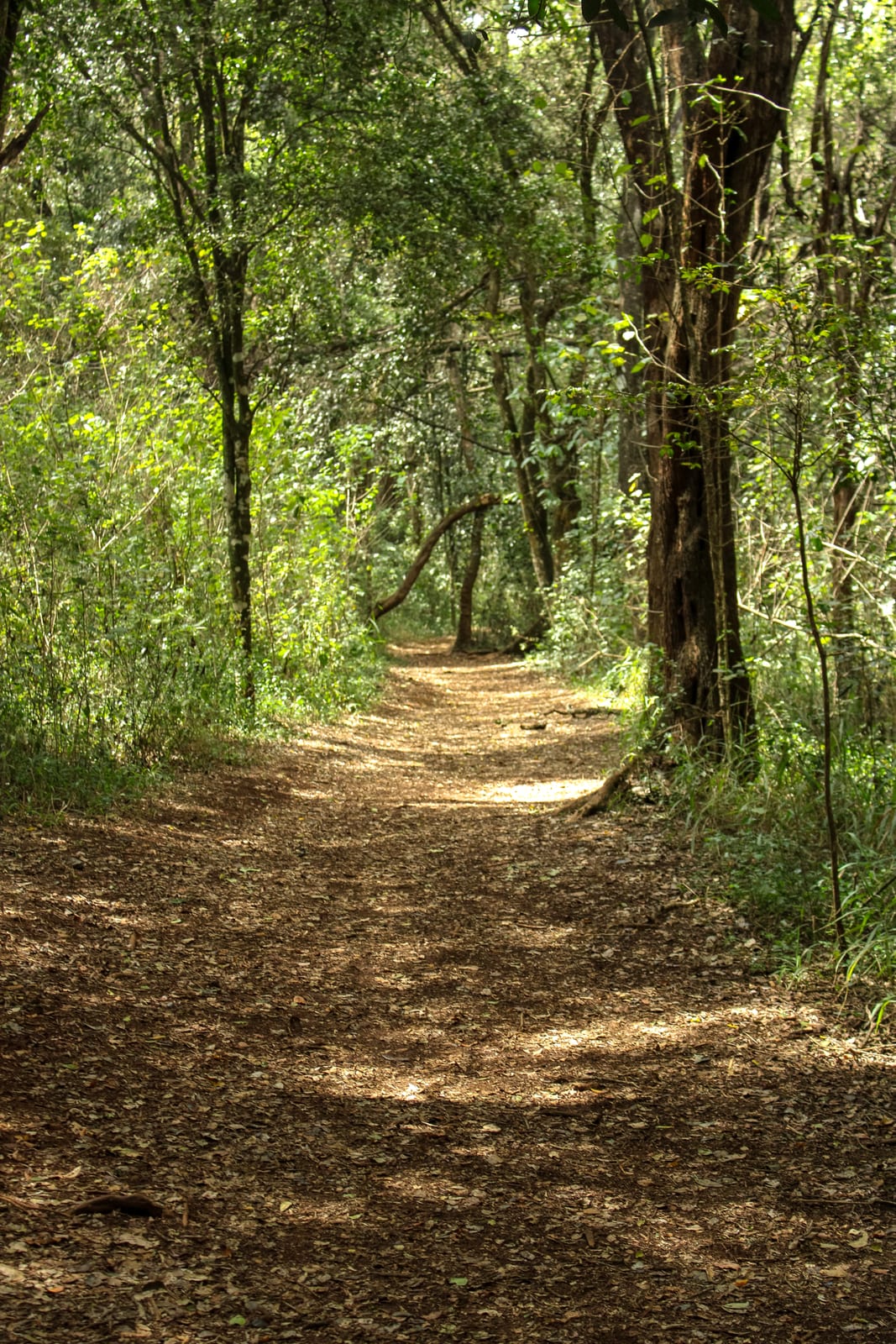 A footpath winding between tall indigenous trees in Oloolua Forest