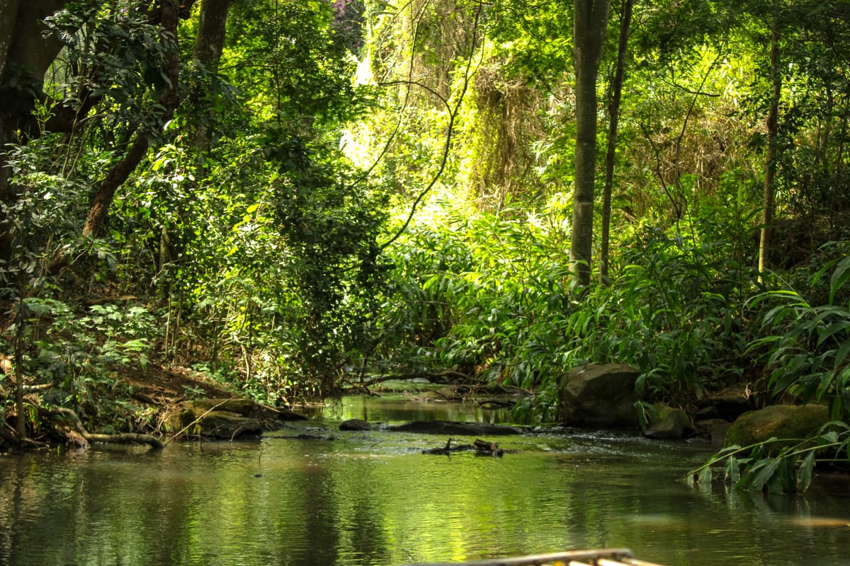 A still green stream shaded by overhanging trees