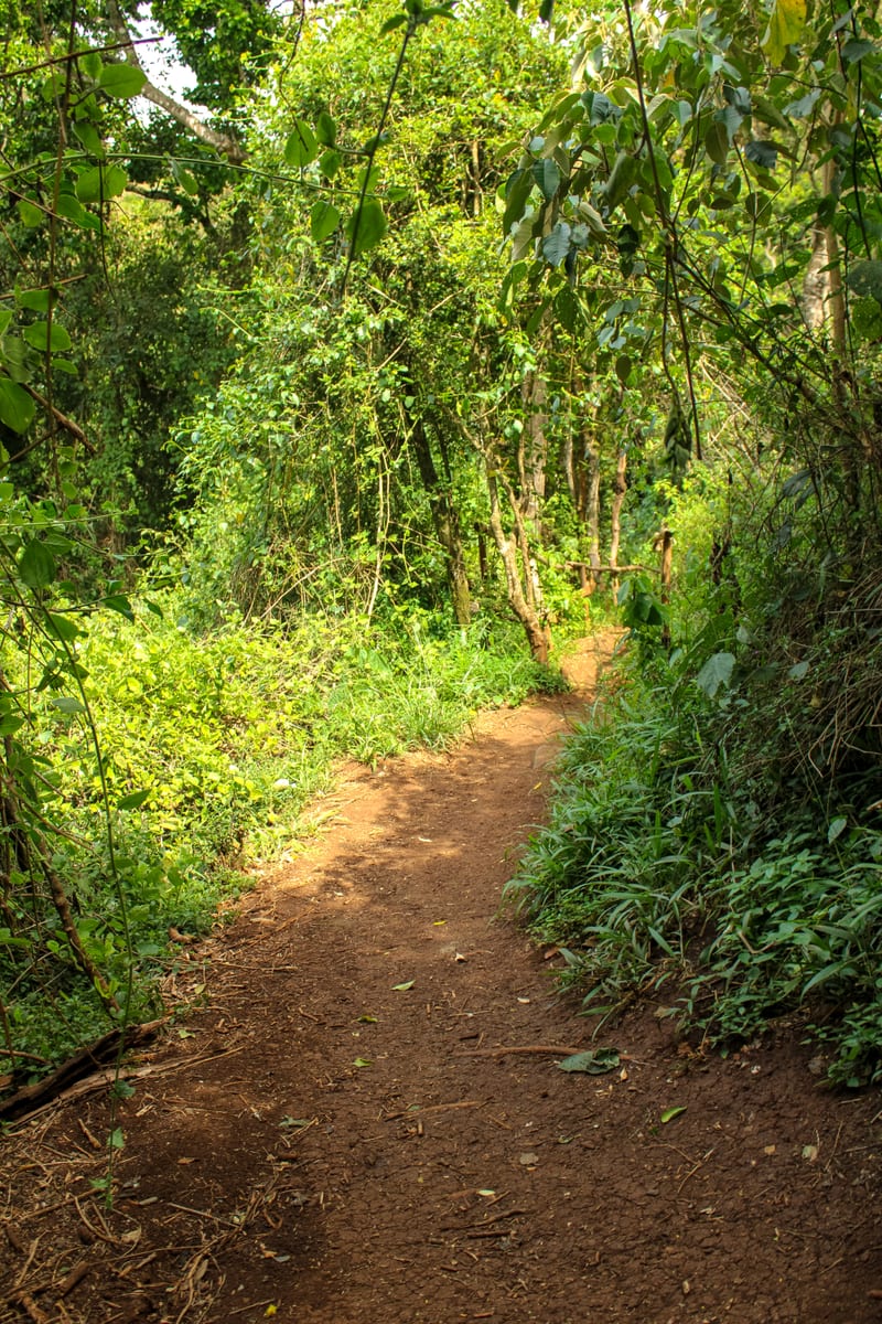 Red earth path between dense green undergrowth