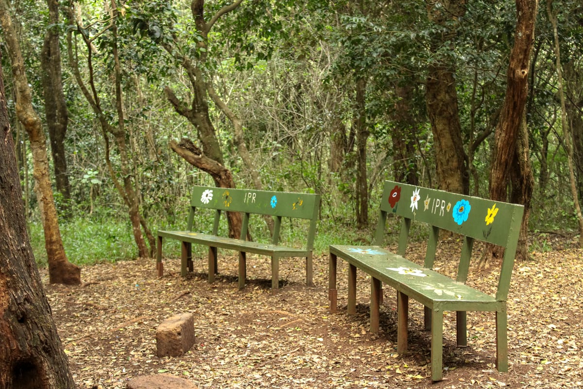 Two painted benches under the trees
