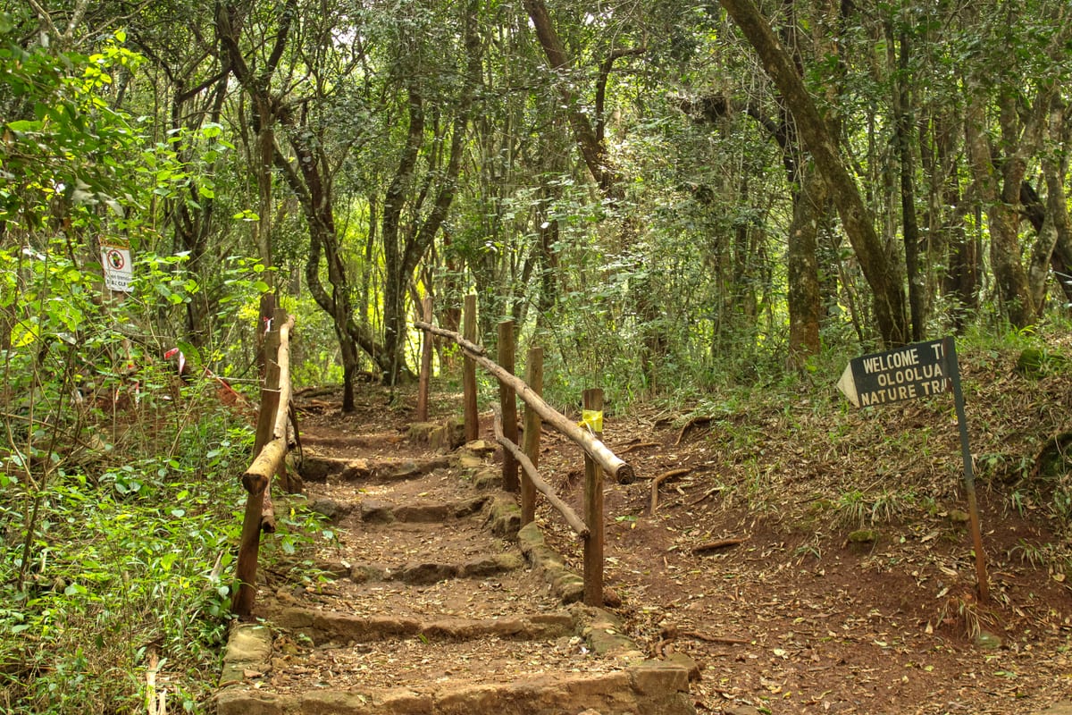 Stone steps with a wooden handrail climbing into the forest